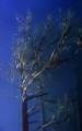  Underwater tree II  